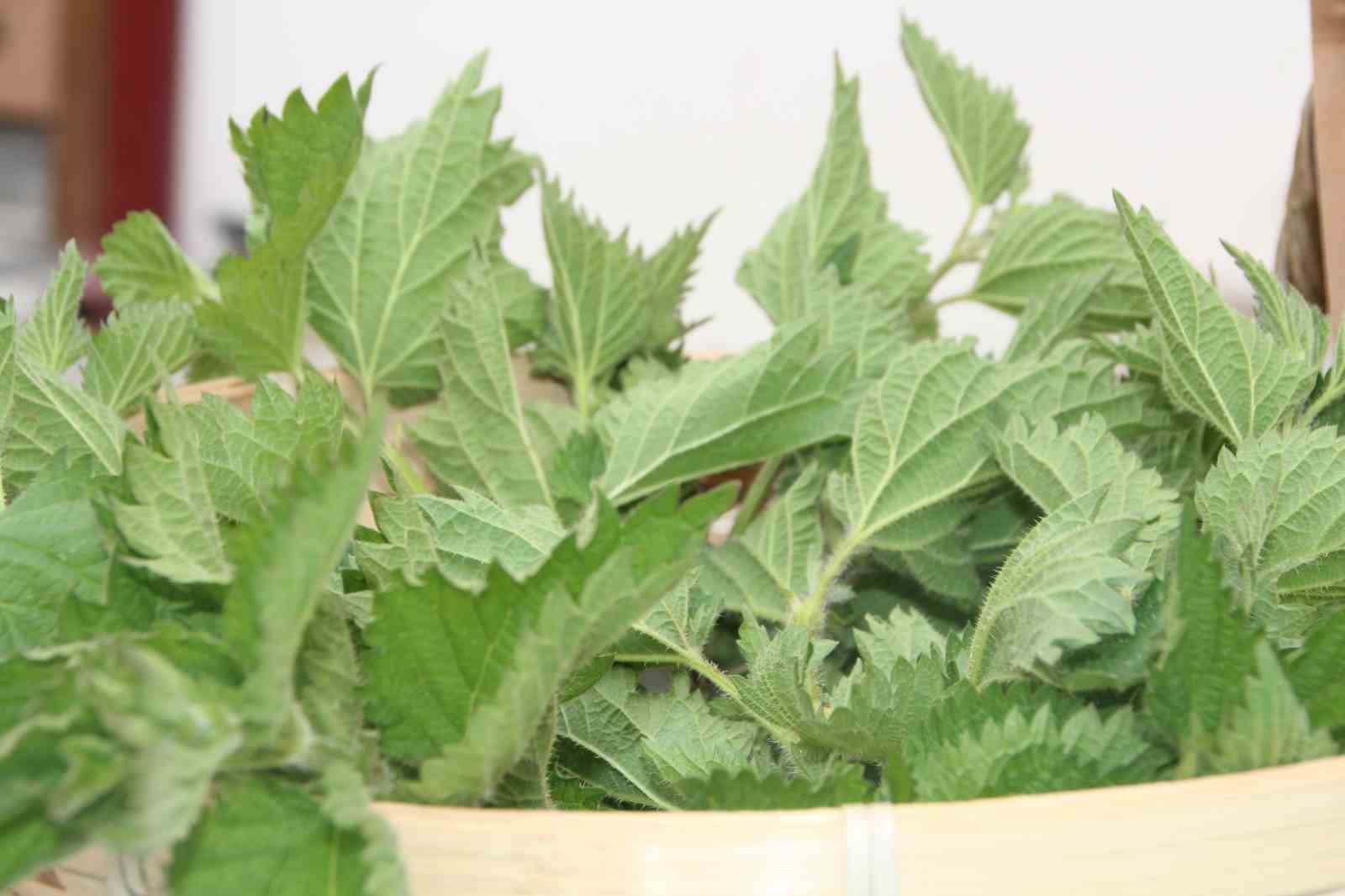 Bilecik’te Ramazan ayının vazgeçilmesi ısırgan otlu tarhana çorbası
