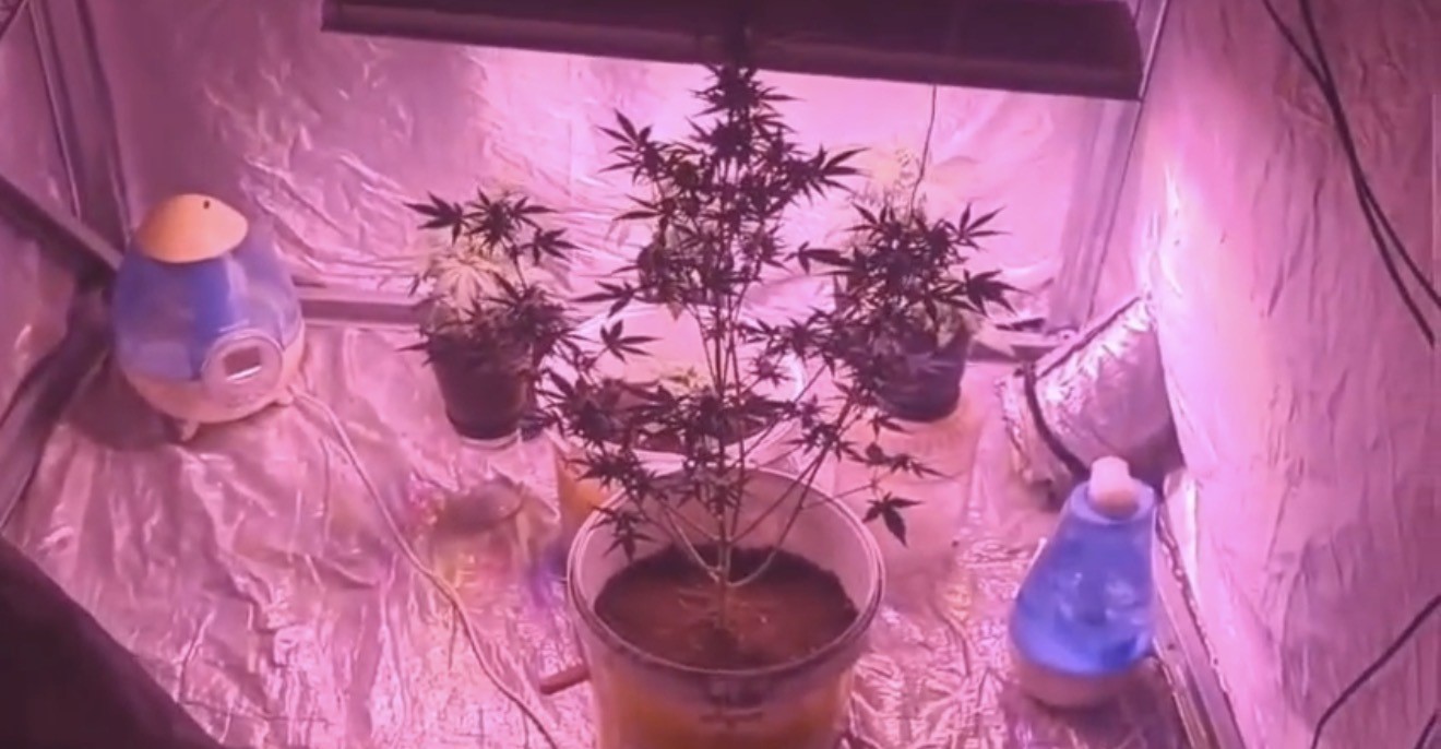 Bilgi notuyla apartman dairesinde uyuşturucu serası kurdular, jandarmadan kaçamadılar
