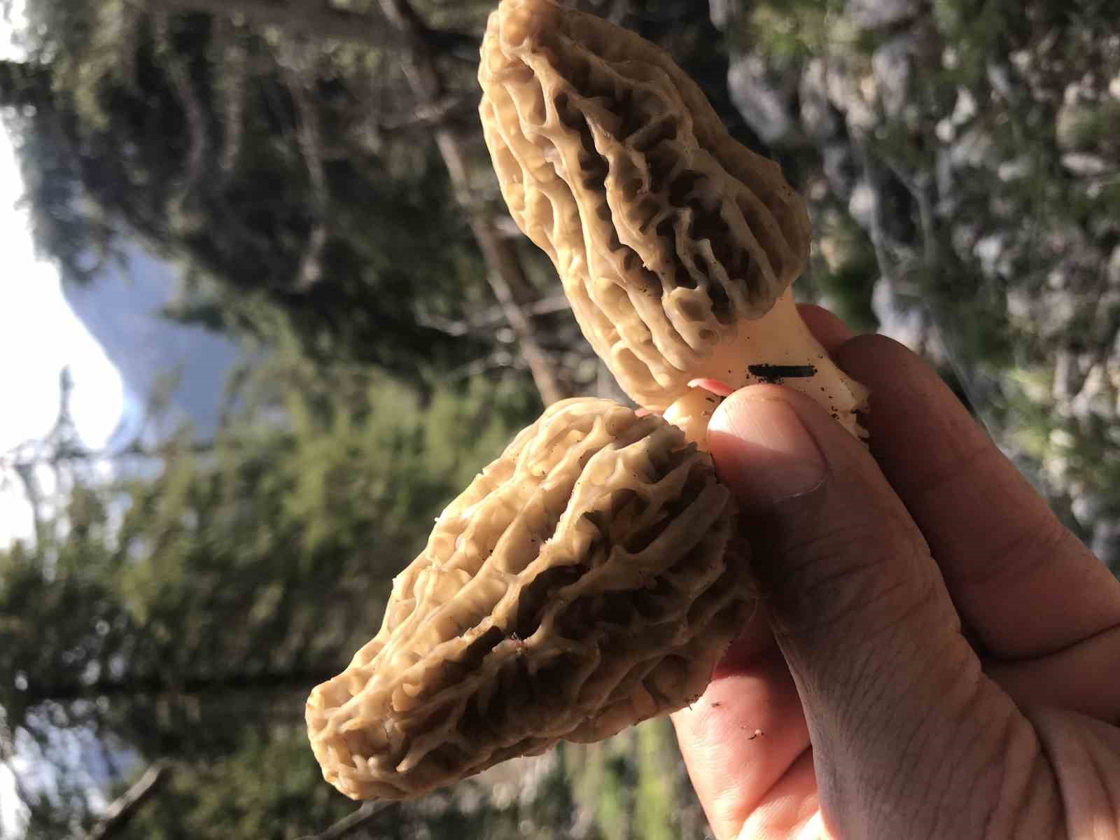 Bin 800 rakımlı dağlardan toplanıp kilosu bin 500 liradan satılıyor
