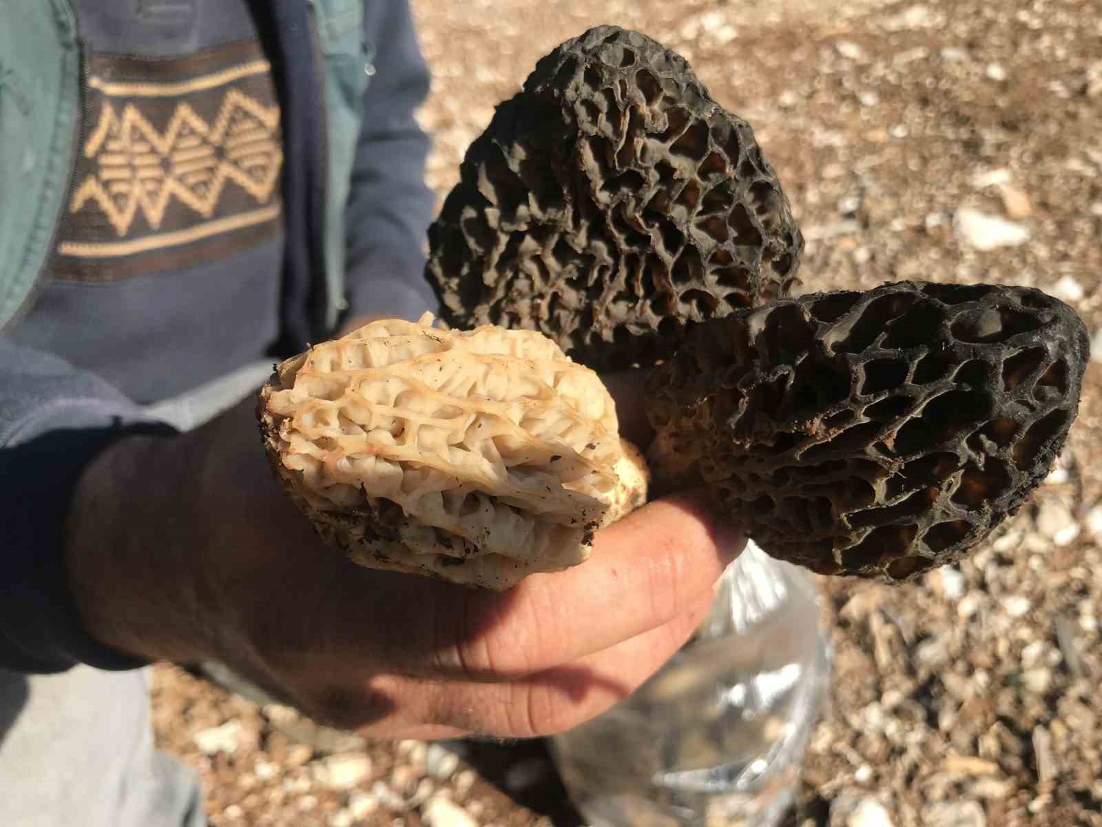 Bin 800 rakımlı dağlardan toplanıp kilosu bin 500 liradan satılıyor
