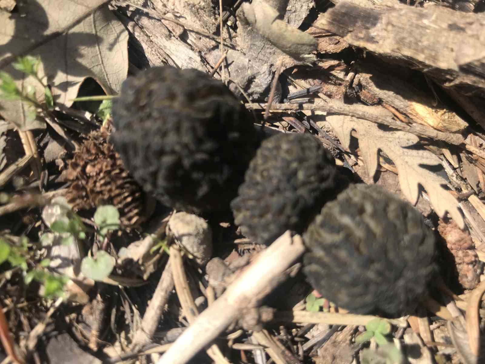 Bin 800 rakımlı dağlardan toplanıp kilosu bin 500 liradan satılıyor
