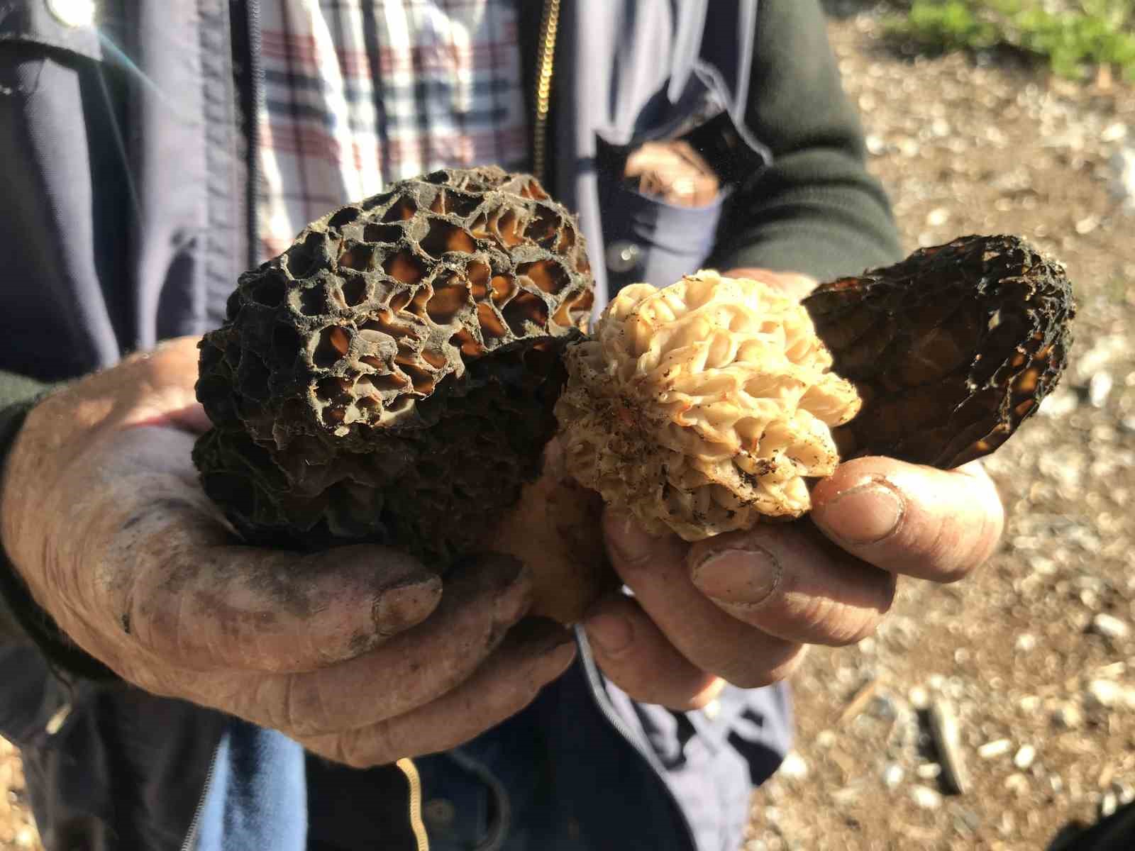 Bin 800 rakımlı dağlardan toplanıp kilosu bin 500 liradan satılıyor
