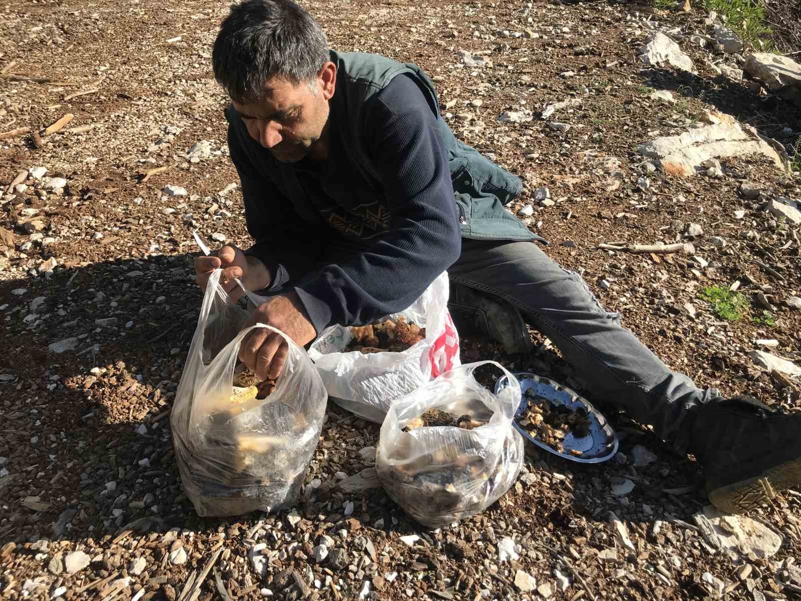 Bin 800 rakımlı dağlardan toplanıp kilosu bin 500 liradan satılıyor
