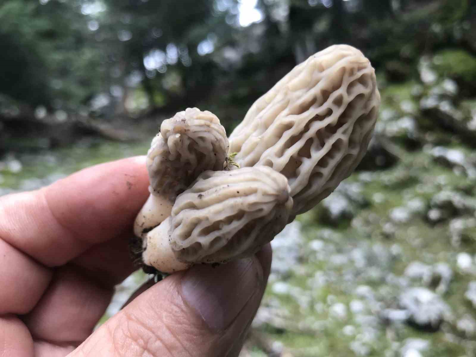 Bin 800 rakımlı dağlardan toplanıp kilosu bin 500 liradan satılıyor
