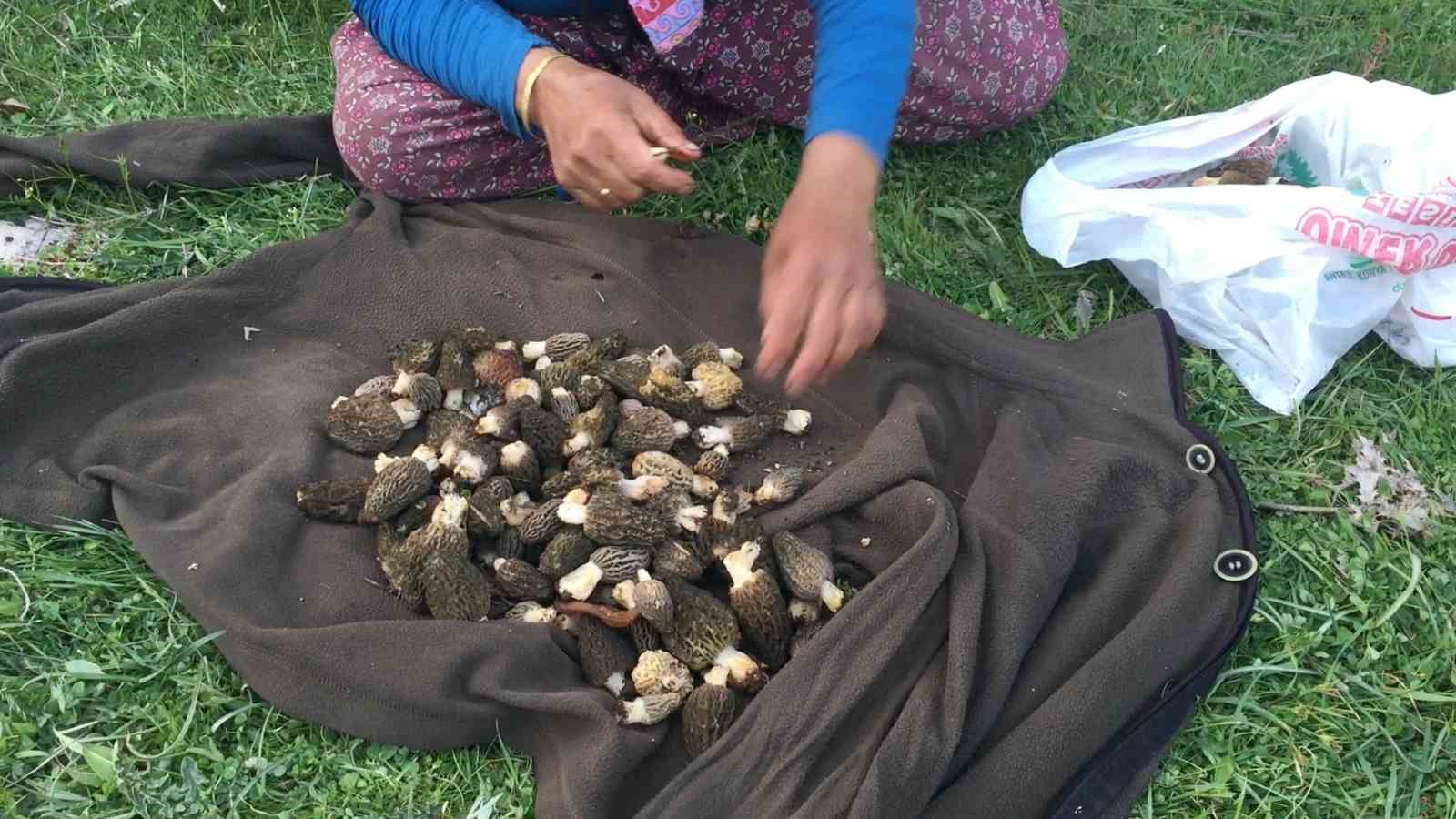 Bin 800 rakımlı dağlardan toplanıp kilosu bin 500 liradan satılıyor
