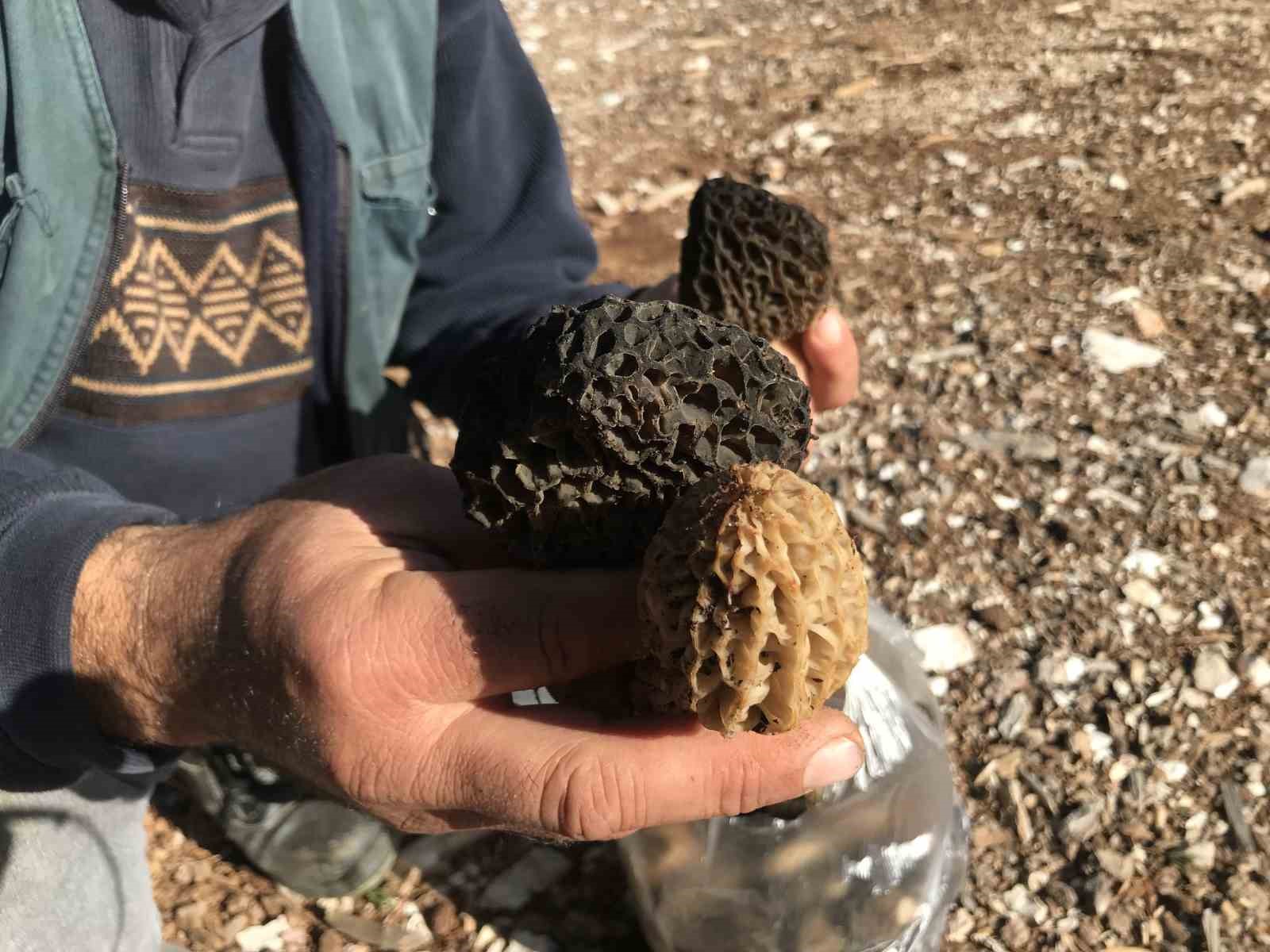 Bin 800 rakımlı dağlardan toplanıp kilosu bin 500 liradan satılıyor
