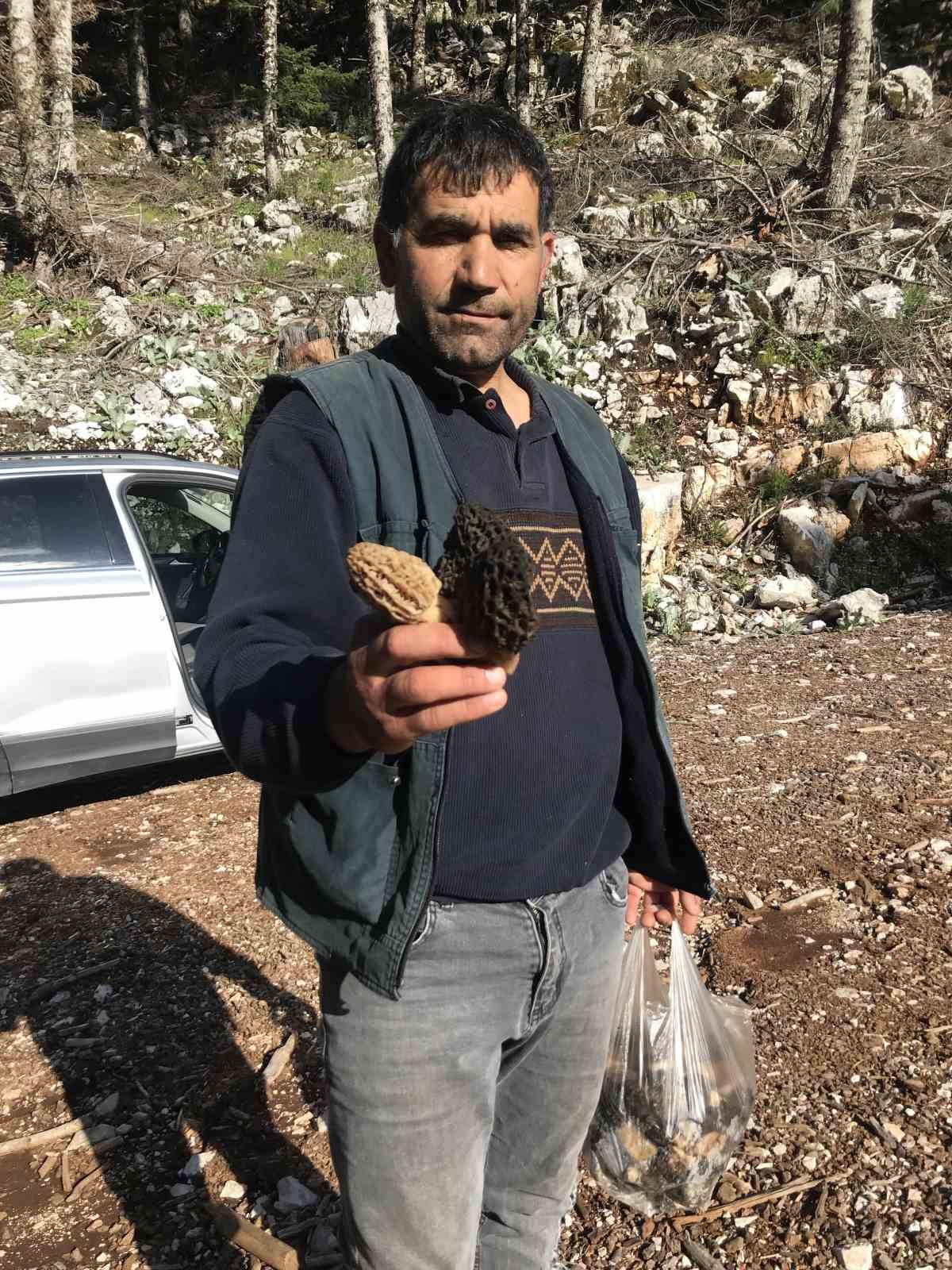 Bin 800 rakımlı dağlardan toplanıp kilosu bin 500 liradan satılıyor
