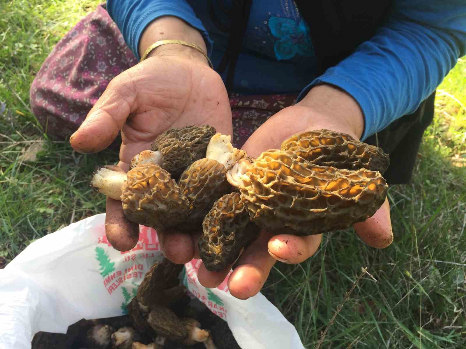 Bin 800 rakımlı dağlardan toplanıp kilosu bin 500 liradan satılıyor
