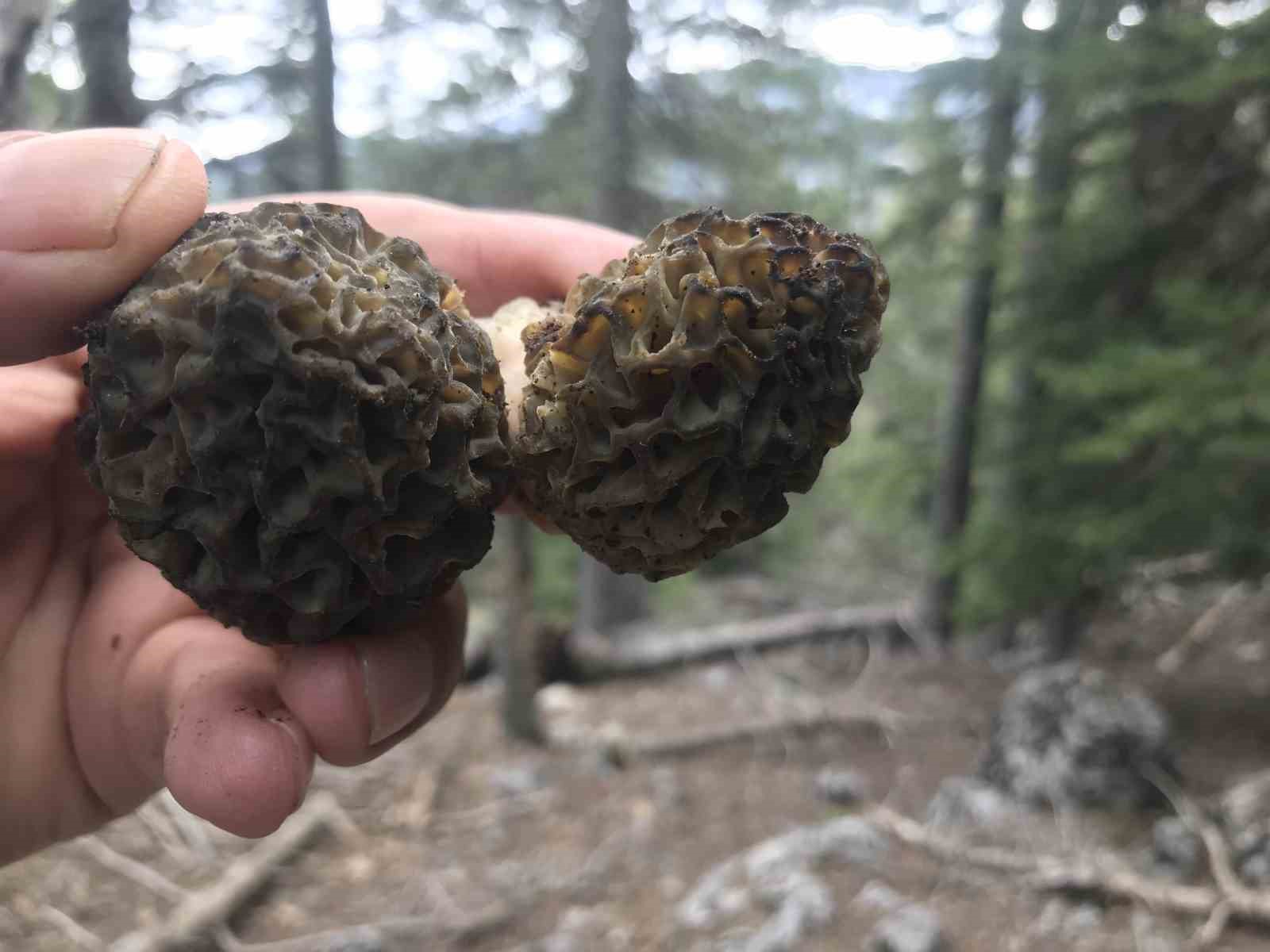 Bin 800 rakımlı dağlardan toplanıp kilosu bin 500 liradan satılıyor
