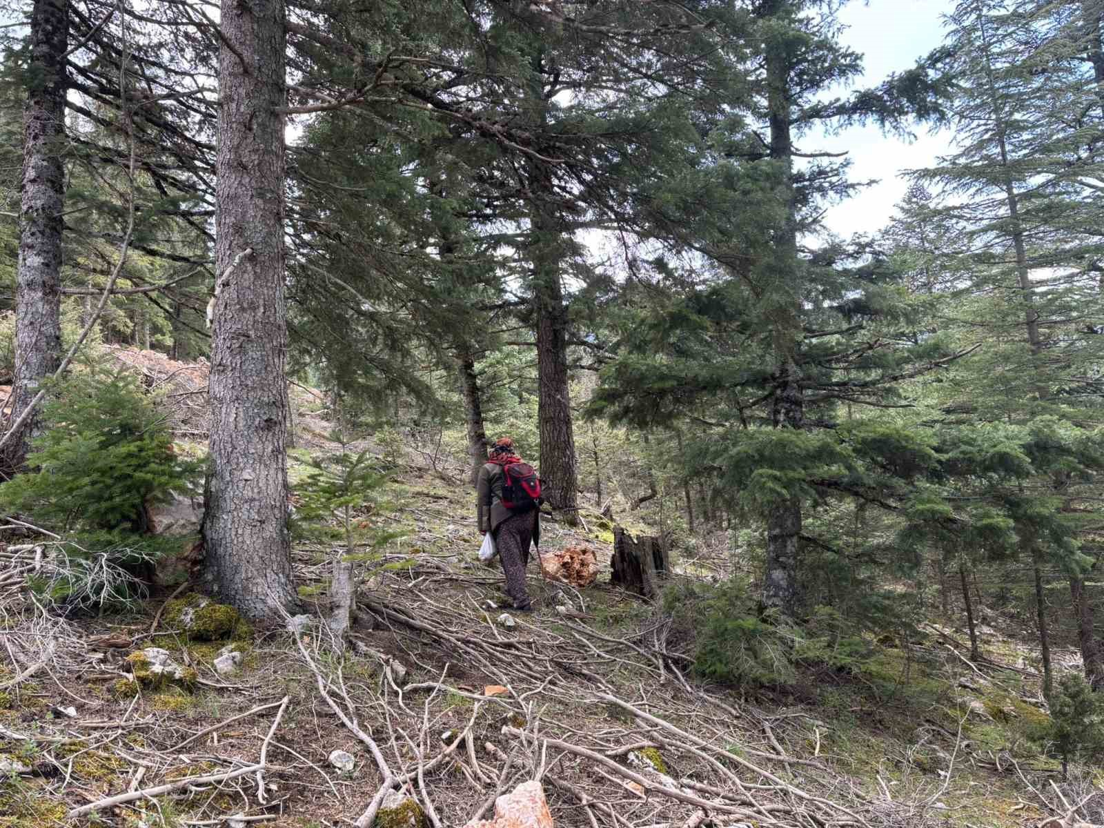 Bin 800 rakımlı dağlardan toplanıp kilosu bin 500 liradan satılıyor
