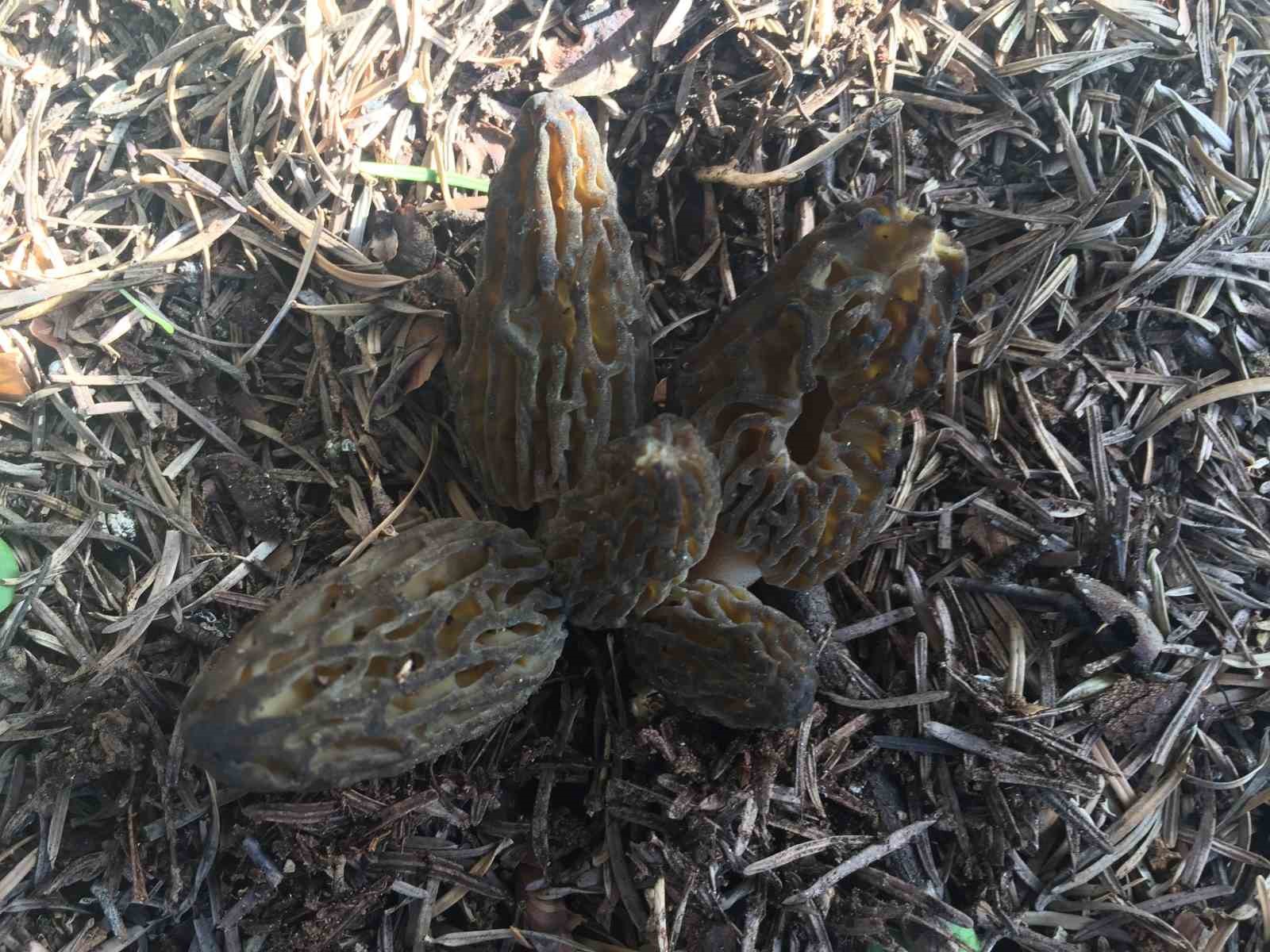 Bin 800 rakımlı dağlardan toplanıp kilosu bin 500 liradan satılıyor
