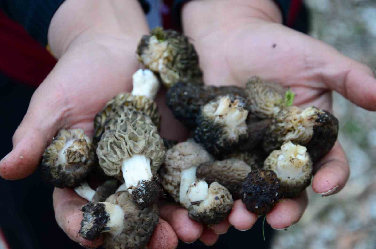 Bin 800 rakımlı dağlardan toplanıp kilosu bin 500 liradan satılıyor
