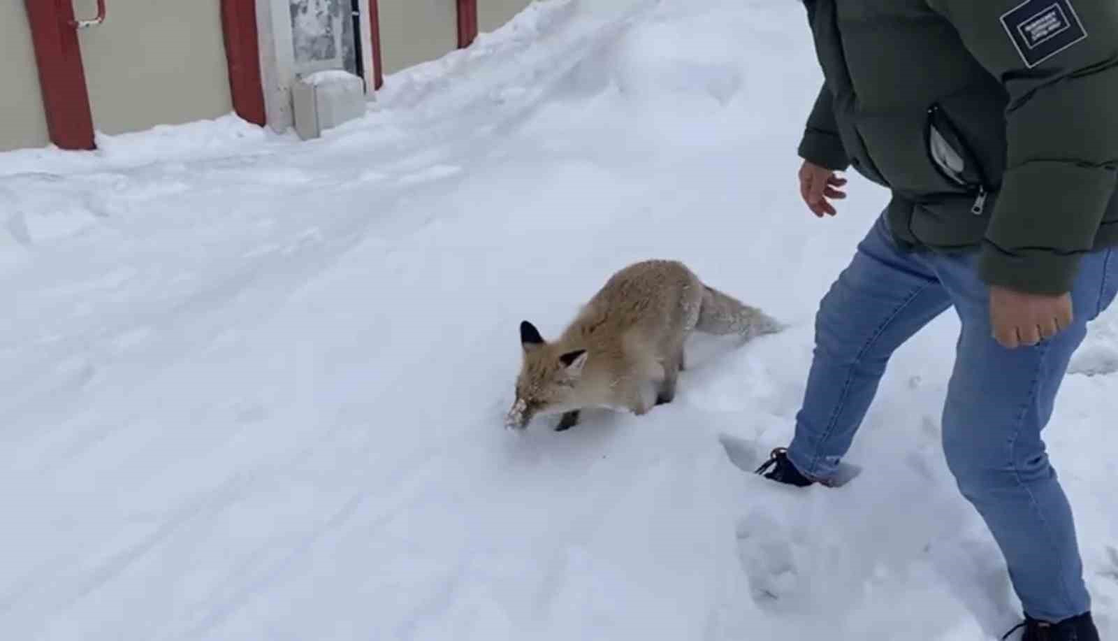 Bingöl’de aç kalan kızıl tilki şehir merkezine indi
