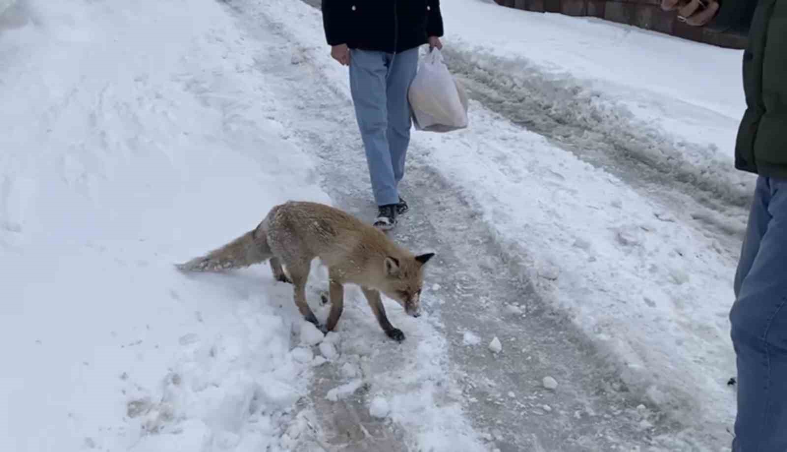 Bingöl’de aç kalan kızıl tilki şehir merkezine indi
