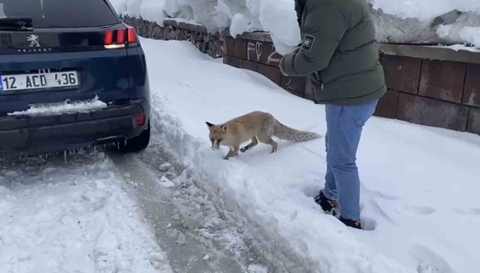 Bingöl’de aç kalan kızıl tilki şehir merkezine indi
