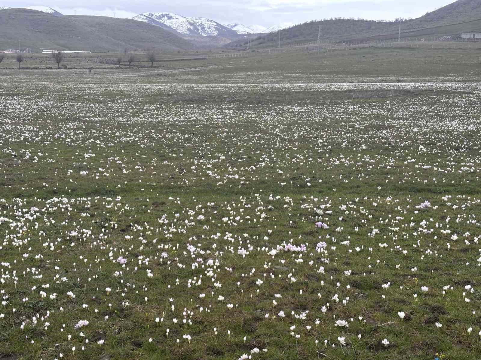 Bingöl’de baharın habercisi kardelenler yüzünü gösterdi
