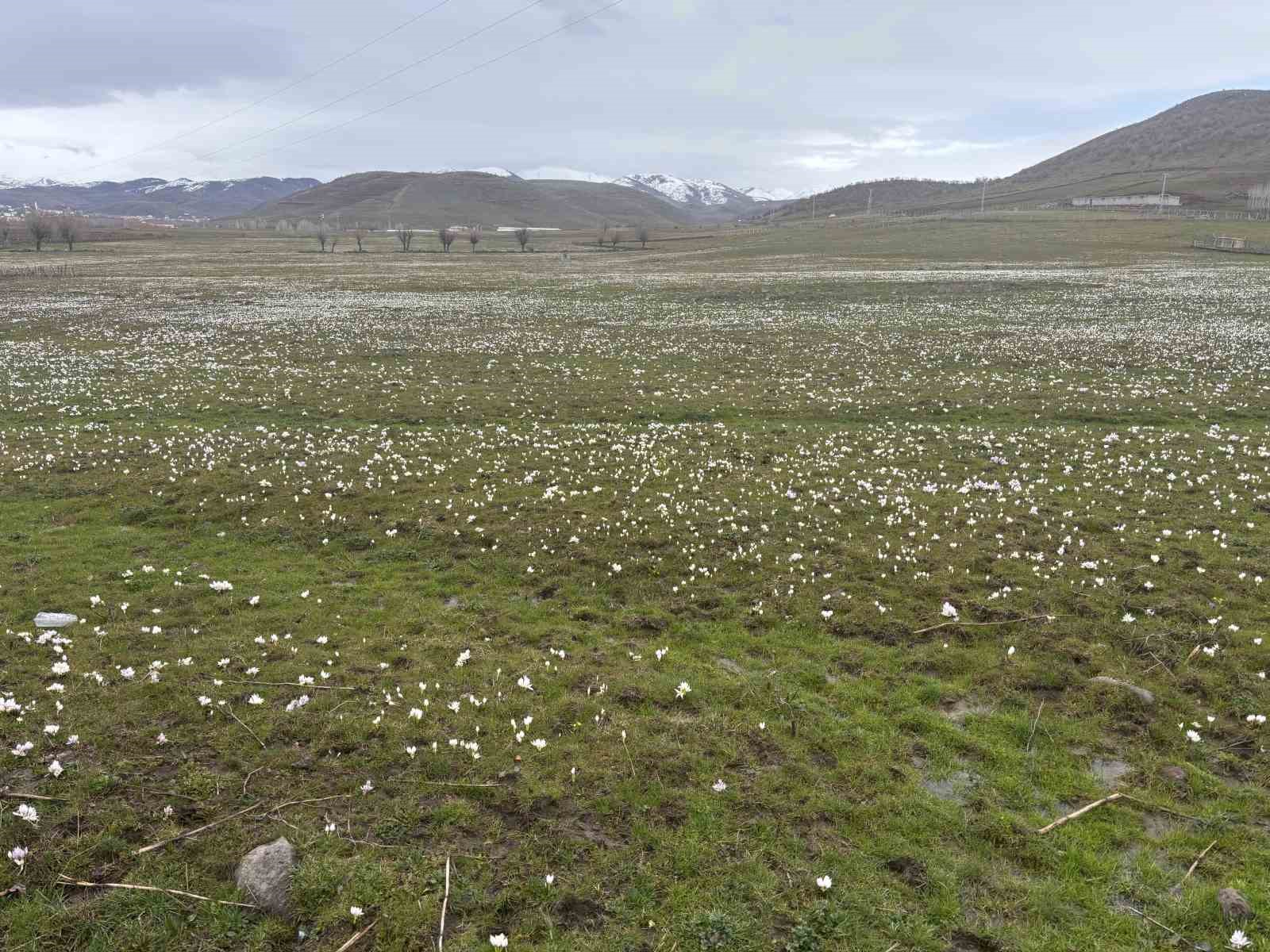 Bingöl’de baharın habercisi kardelenler yüzünü gösterdi
