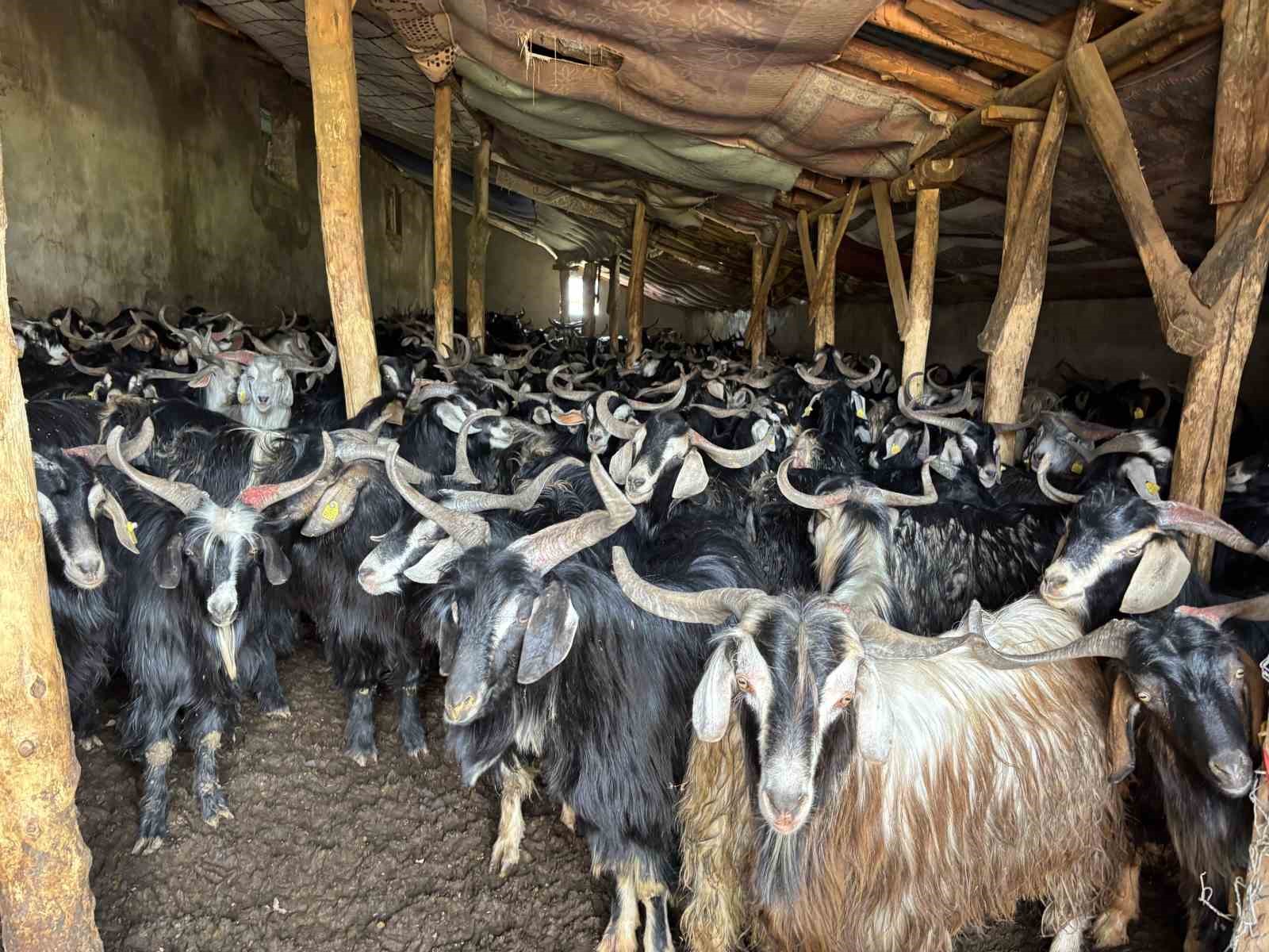 Bingöl’de soğuklar yaylaya çıkışı geciktirdi: Hayvanlar besiye alındı
