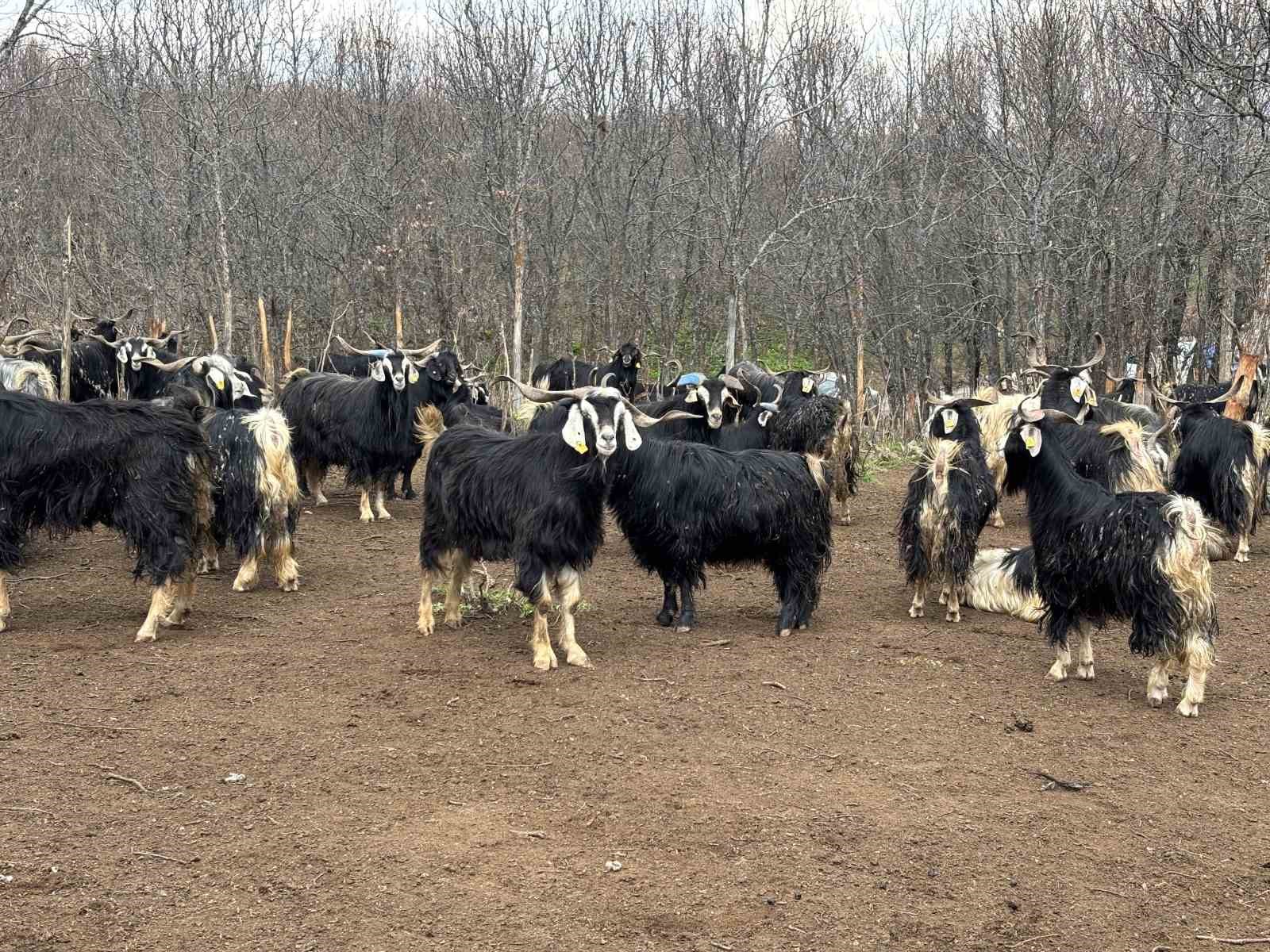 Bingöl’de soğuklar yaylaya çıkışı geciktirdi: Hayvanlar besiye alındı
