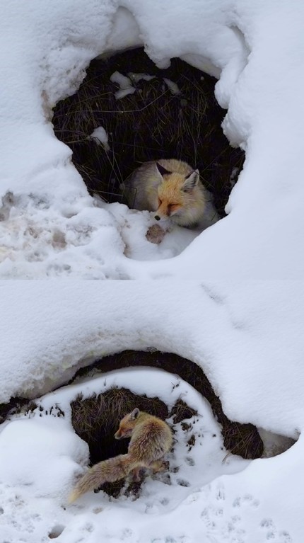 Bingöl’de yuvasında görüntülenen kızıl tilki mest etti
