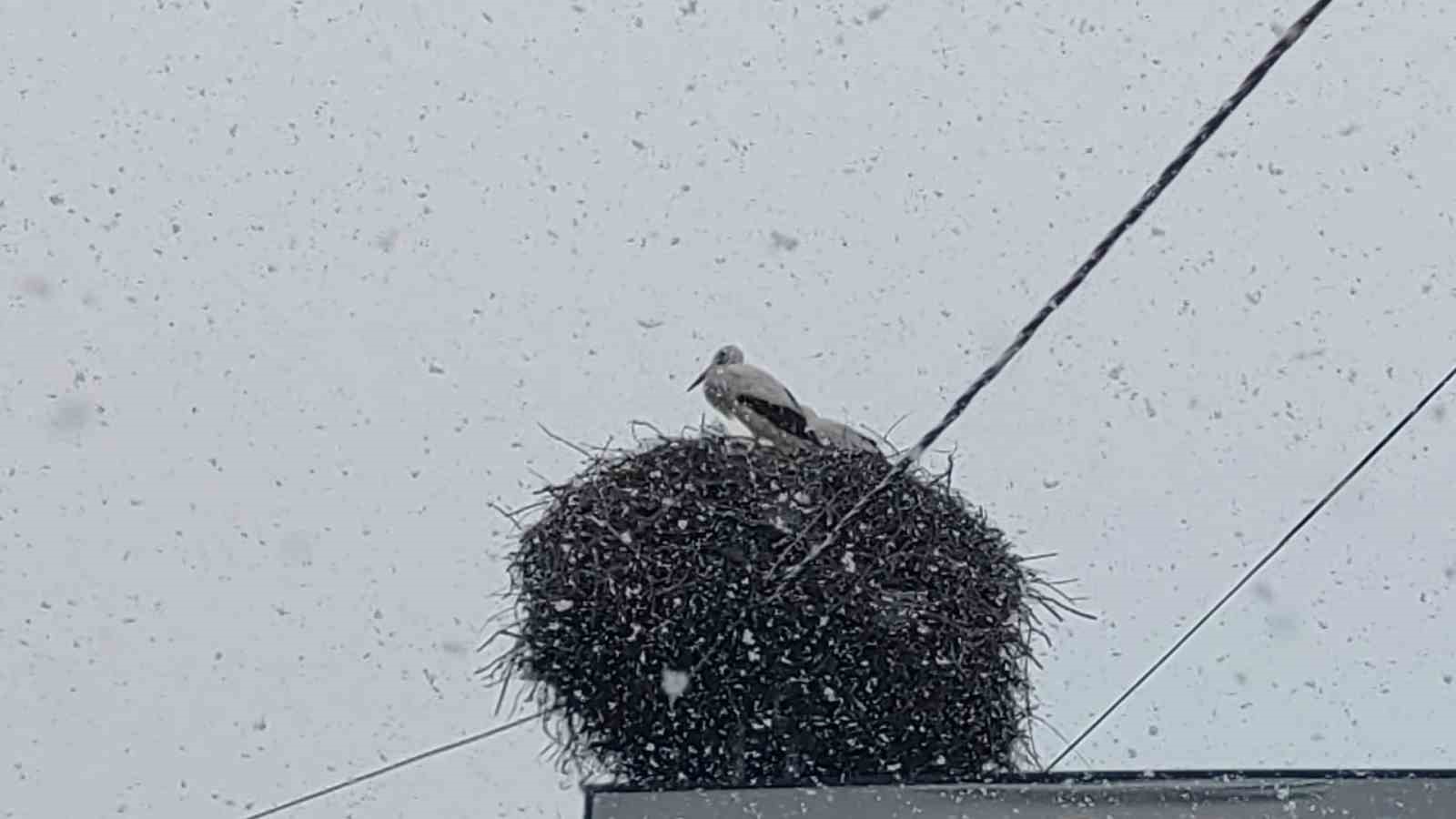 Bingöl’e erken gelen leylekler kara yakalandı

