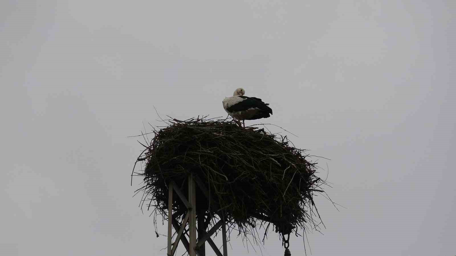 Binlerce kilometre mesafe kateden leylekler yuvalarını Diyarbakır’da kuruyor
