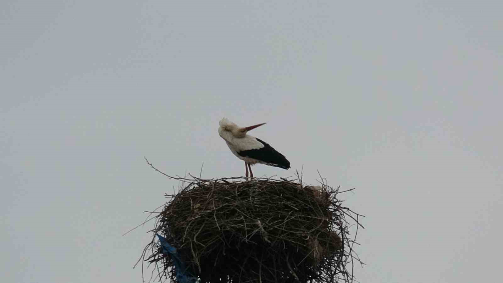 Binlerce kilometre mesafe kateden leylekler yuvalarını Diyarbakır’da kuruyor
