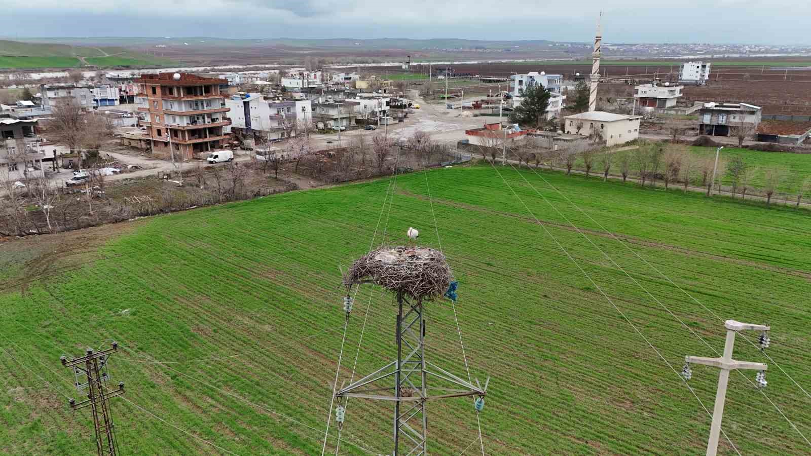 Binlerce kilometre mesafe kateden leylekler yuvalarını Diyarbakır’da kuruyor
