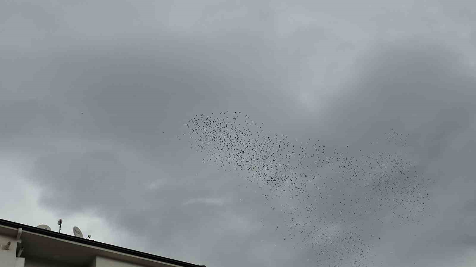 Binlerce kuş gökyüzünde görsel şölen oluşturdu
