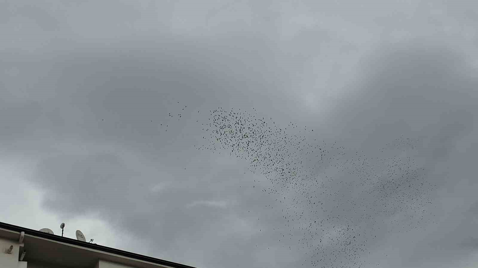 Binlerce kuş gökyüzünde görsel şölen oluşturdu
