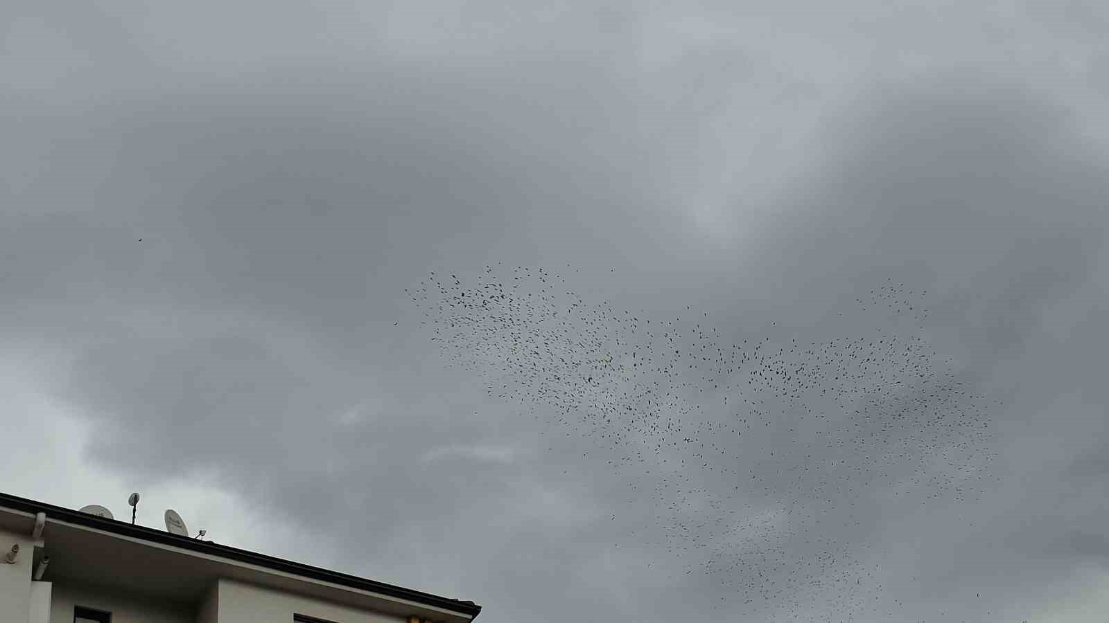 Binlerce kuş gökyüzünde görsel şölen oluşturdu
