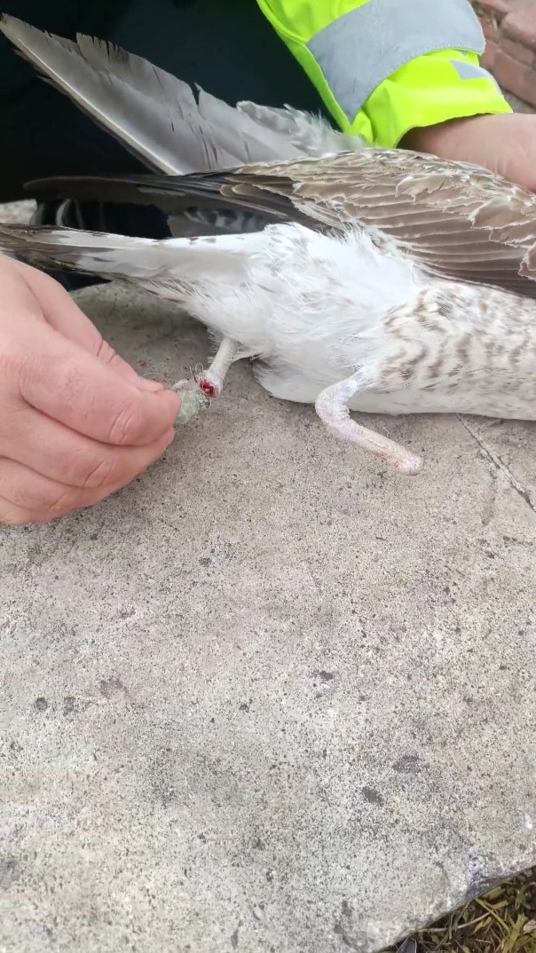 Bir ayağı ampute, bir ayağı misinaya dolandı: Pendik’te martının kurtarılma anı kameralarda
