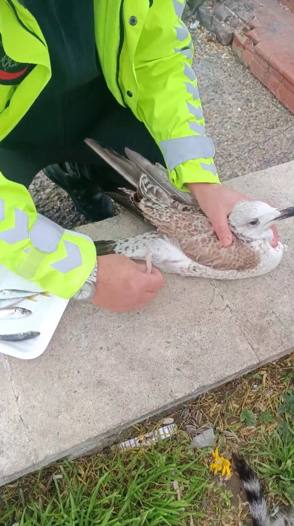 Bir ayağı ampute, bir ayağı misinaya dolandı: Pendik’te martının kurtarılma anı kameralarda
