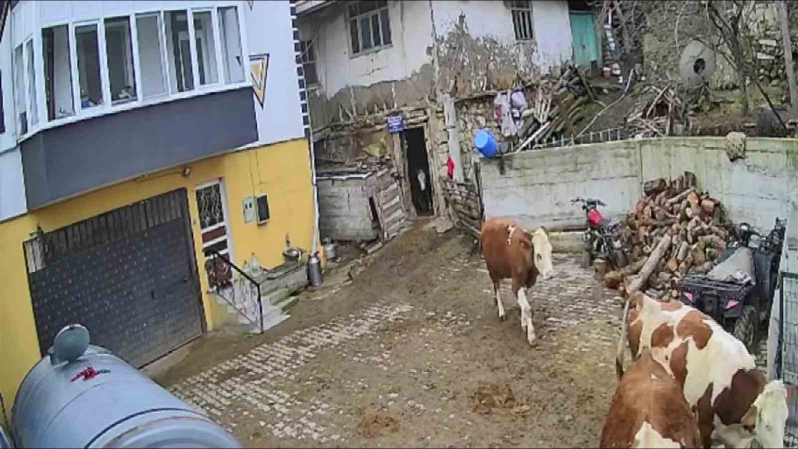 Bir bidon sütü deviren gencin çaresiz anları kamerada
