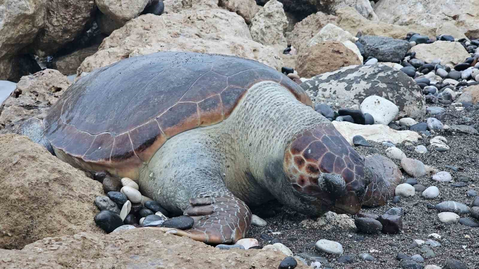 Bir caretta caretta daha ölü bulundu:15 günde 7’inci ölüm
