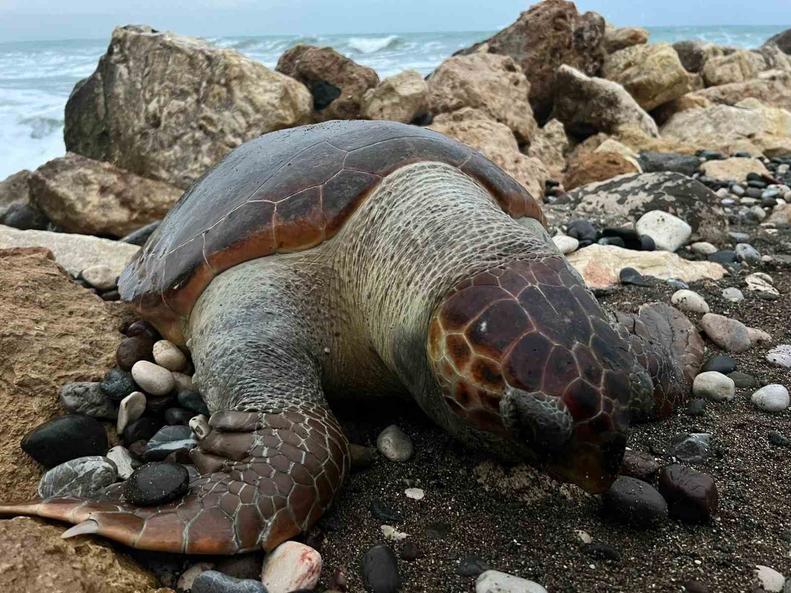 Bir caretta caretta daha ölü bulundu:15 günde 7’inci ölüm
