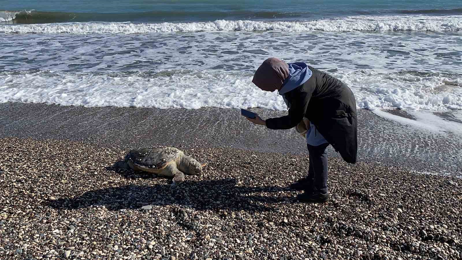 Bir caretta caretta daha ölü bulundu:15 günde 7’inci ölüm
