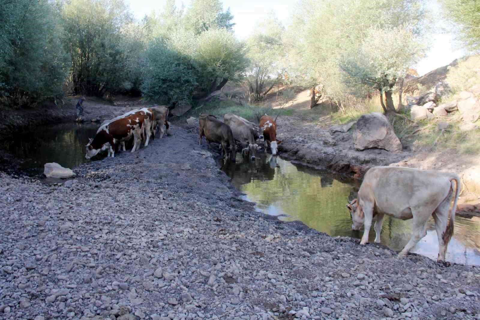 Bir dönem tamamen kuruyan nehir, yeniden coştu
