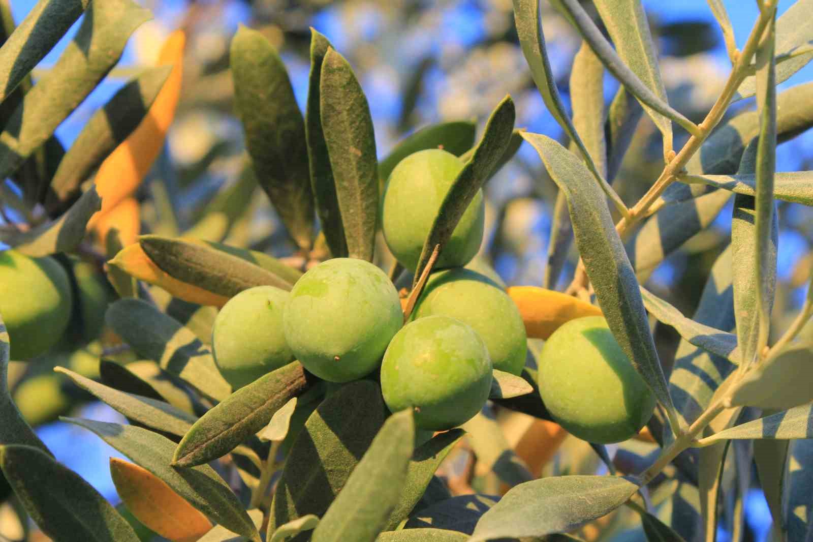 Bir kilogram zeytin için 6798 litre suya ihtiyaç duyuluyor
