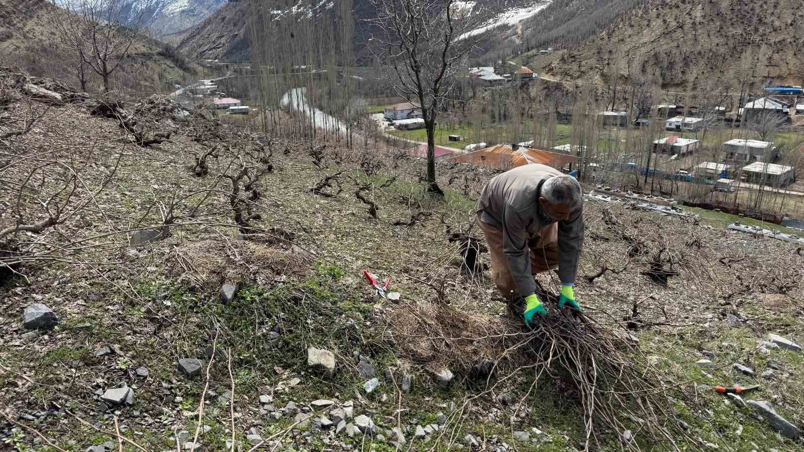Bir yanda karla mücadele, diğer yanda budama çalışmaları sürüyor
