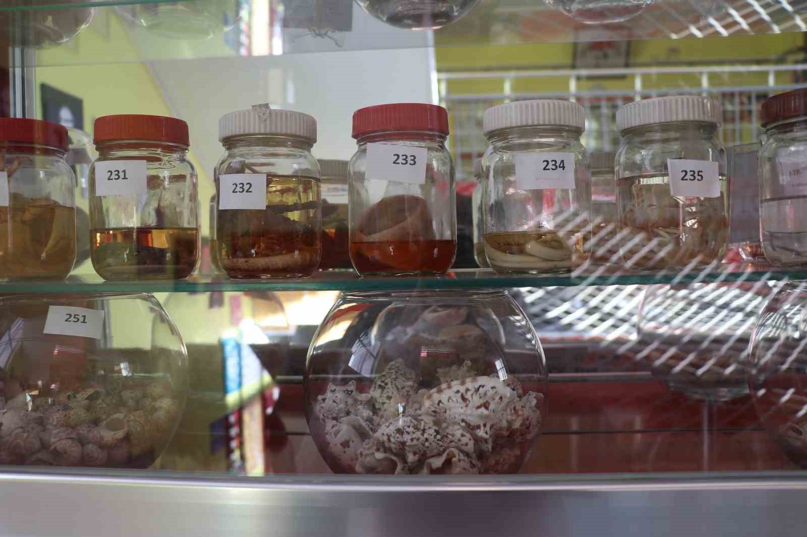 Bir yumurta ile başladığı biyoloji merakını müzeye dönüştürdü
