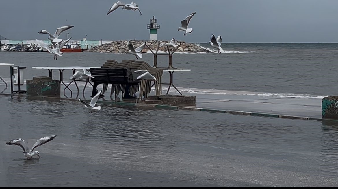 "Birazdan balıklar gelir" dedi, kuşlar sahil yolunda avladı
