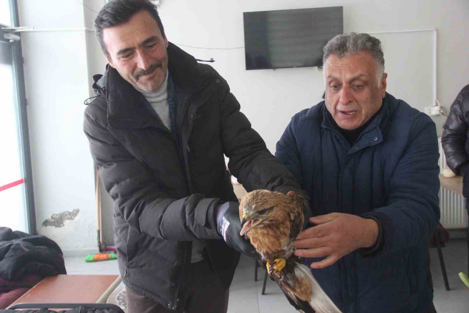 Bitkin halde bulunan Kızıl şahin koruma altına alındı
