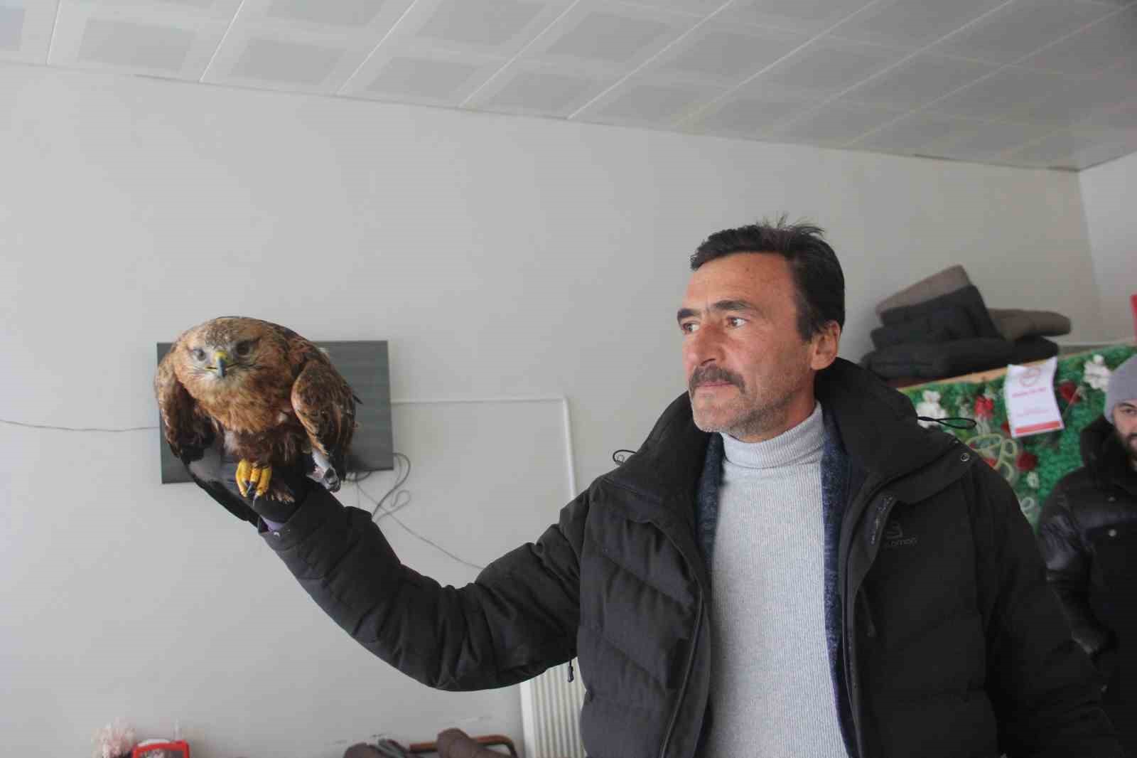 Bitkin halde bulunan Kızıl şahin koruma altına alındı
