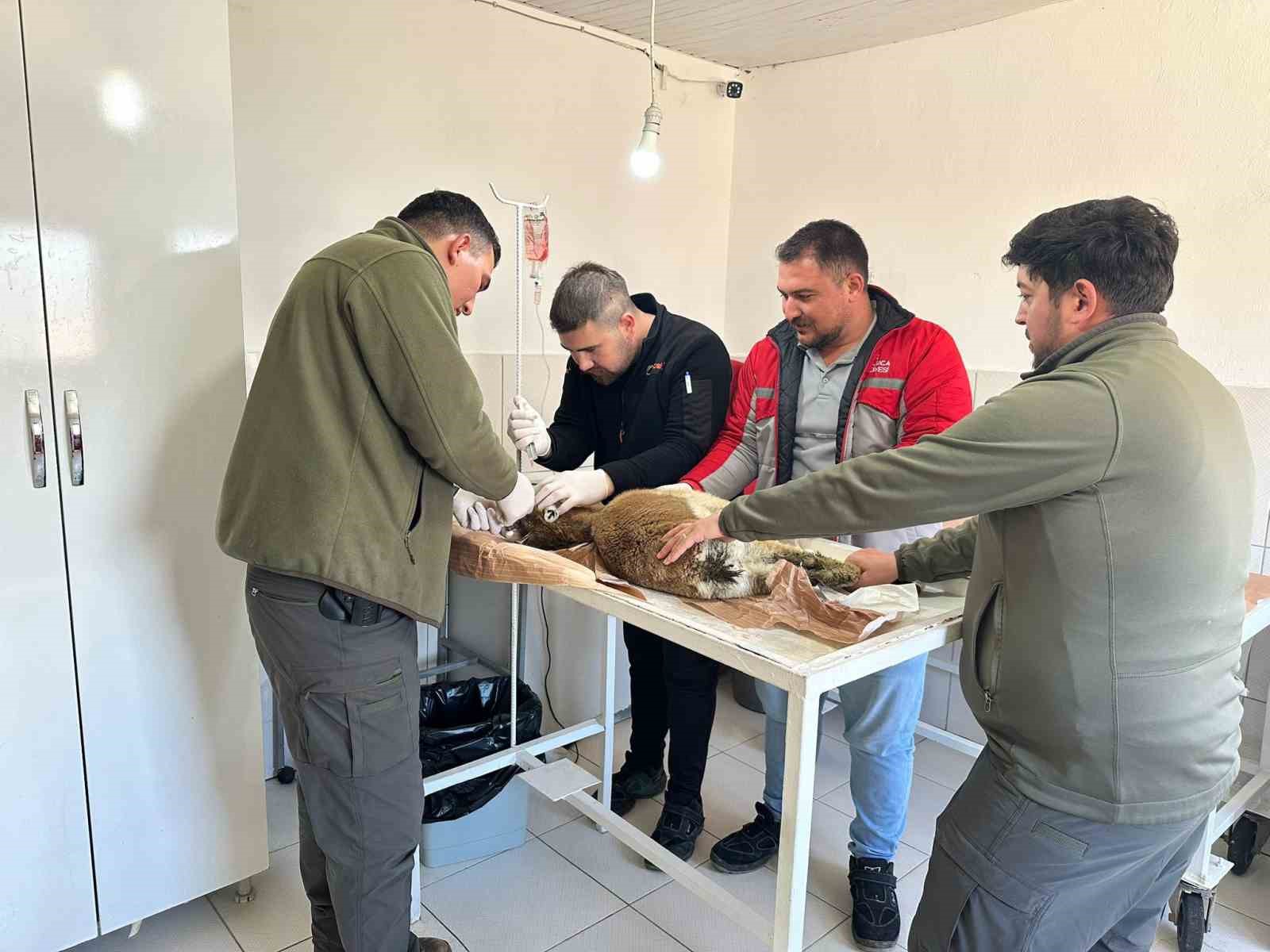 Bitkin halde bulunan yaban keçisi tedavi altına alındı
