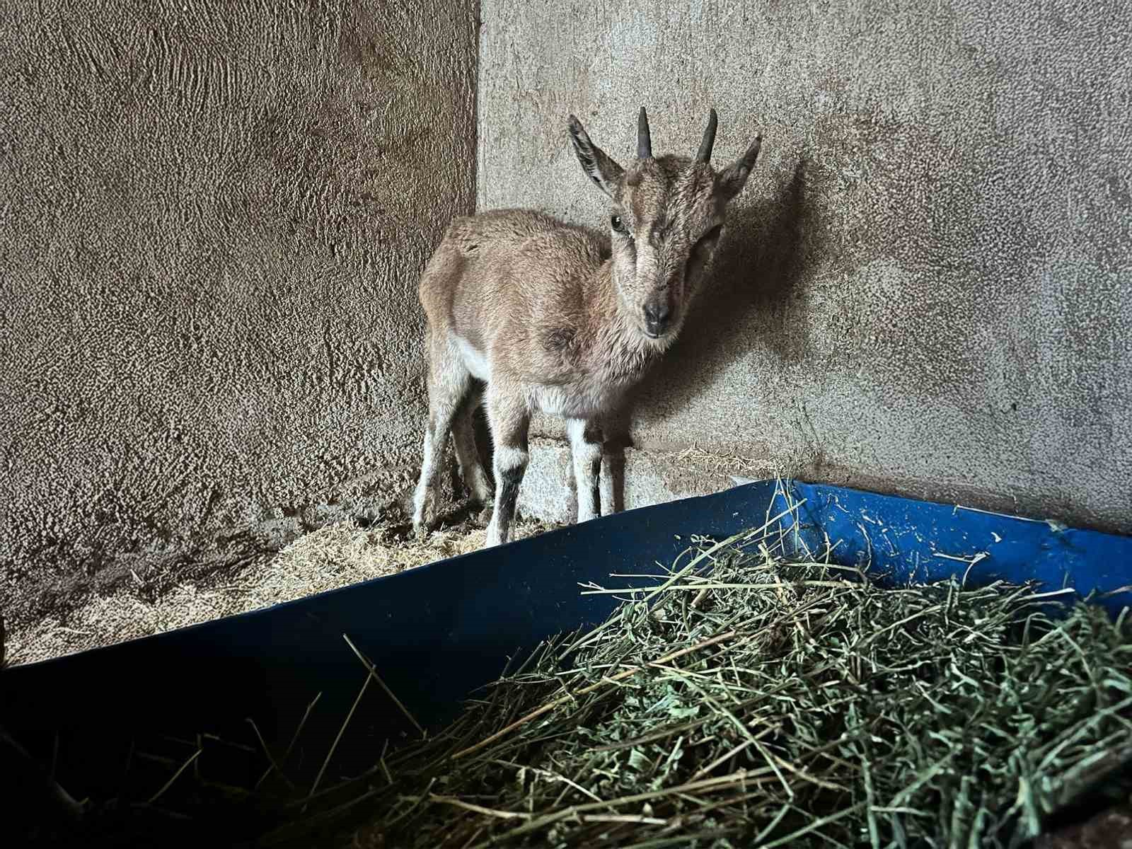 Bitkin halde bulunan yaban keçisi tedavi altına alındı
