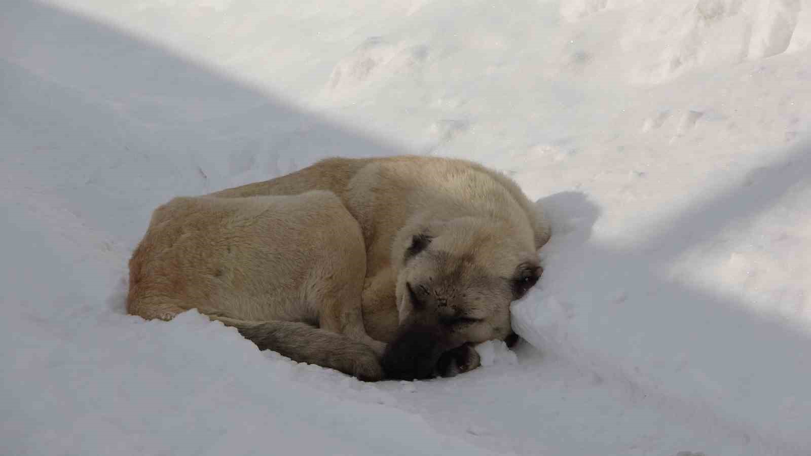 Bitlis’te 76 köy yolu ulaşıma kapalı
