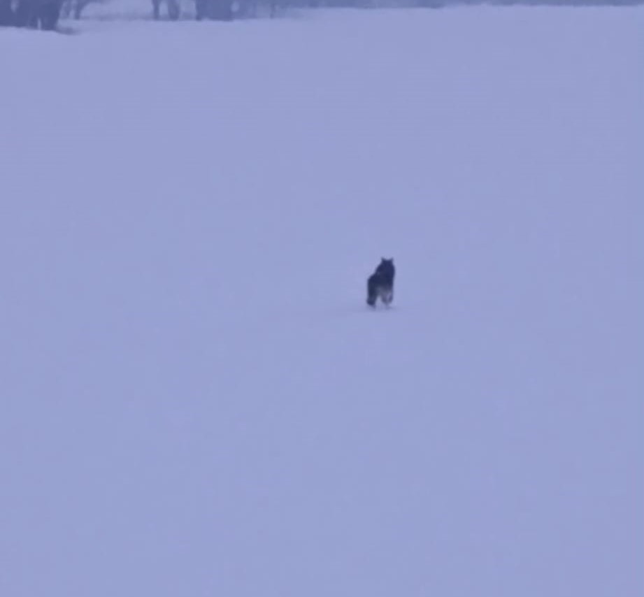 Bitlis’te aç kalan kurtlar şehre inmeye devam ediyor
