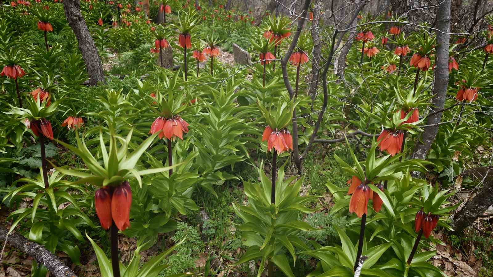 Bitlis’te açan ters laleler görsel şölen sunuyor
