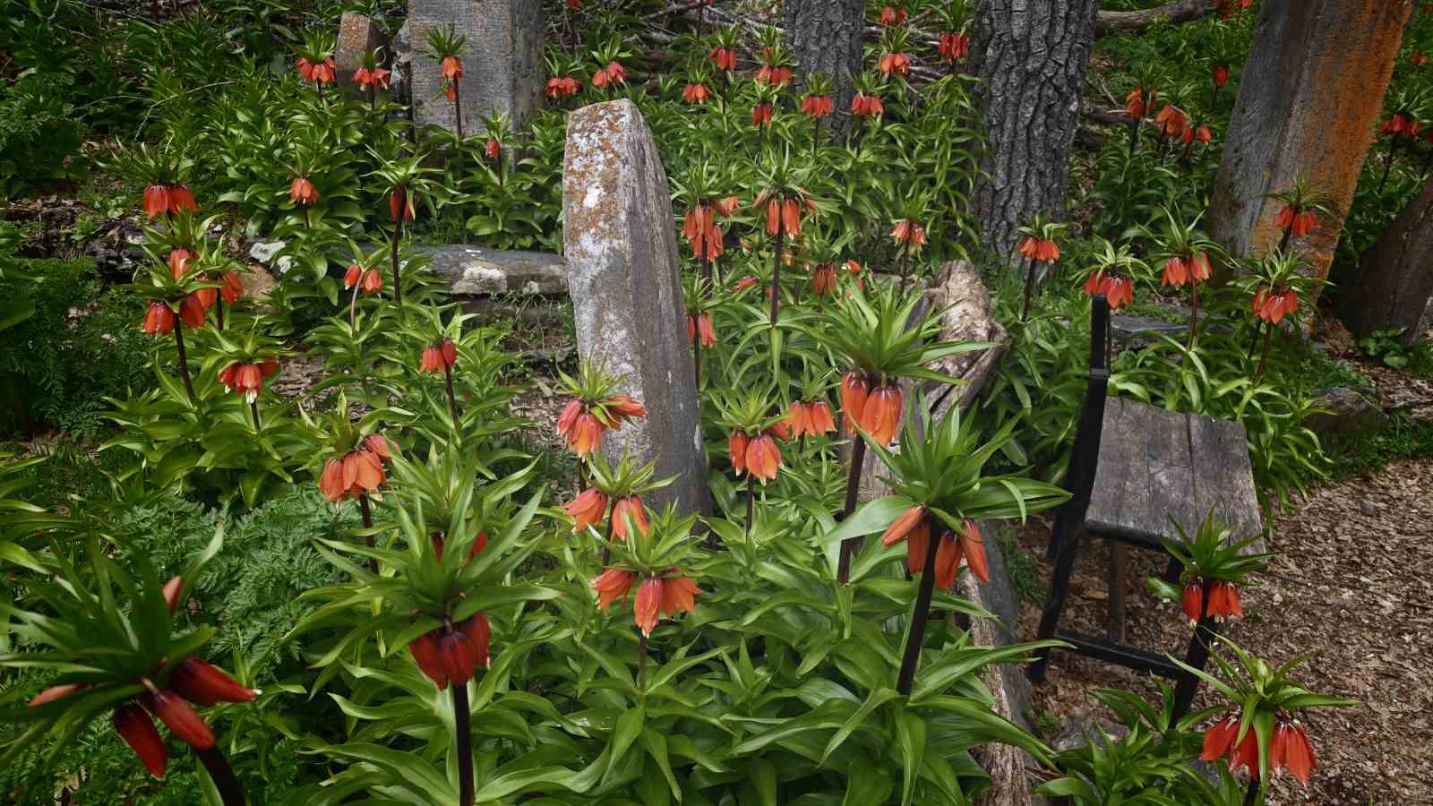 Bitlis’te açan ters laleler görsel şölen sunuyor
